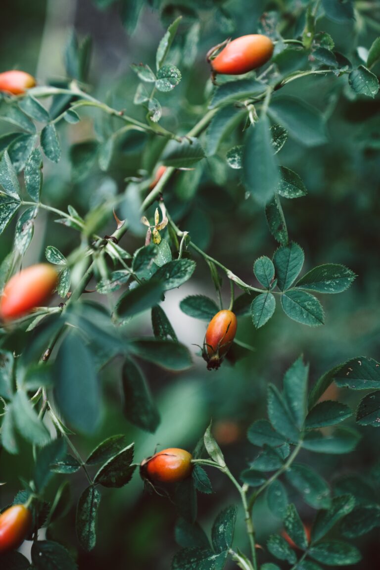 Rosal silvestre - Rosa canina. Remedios naturales contra la gripe