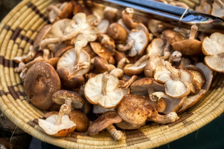 Setas shiitake - remedios naturales contra la gripe